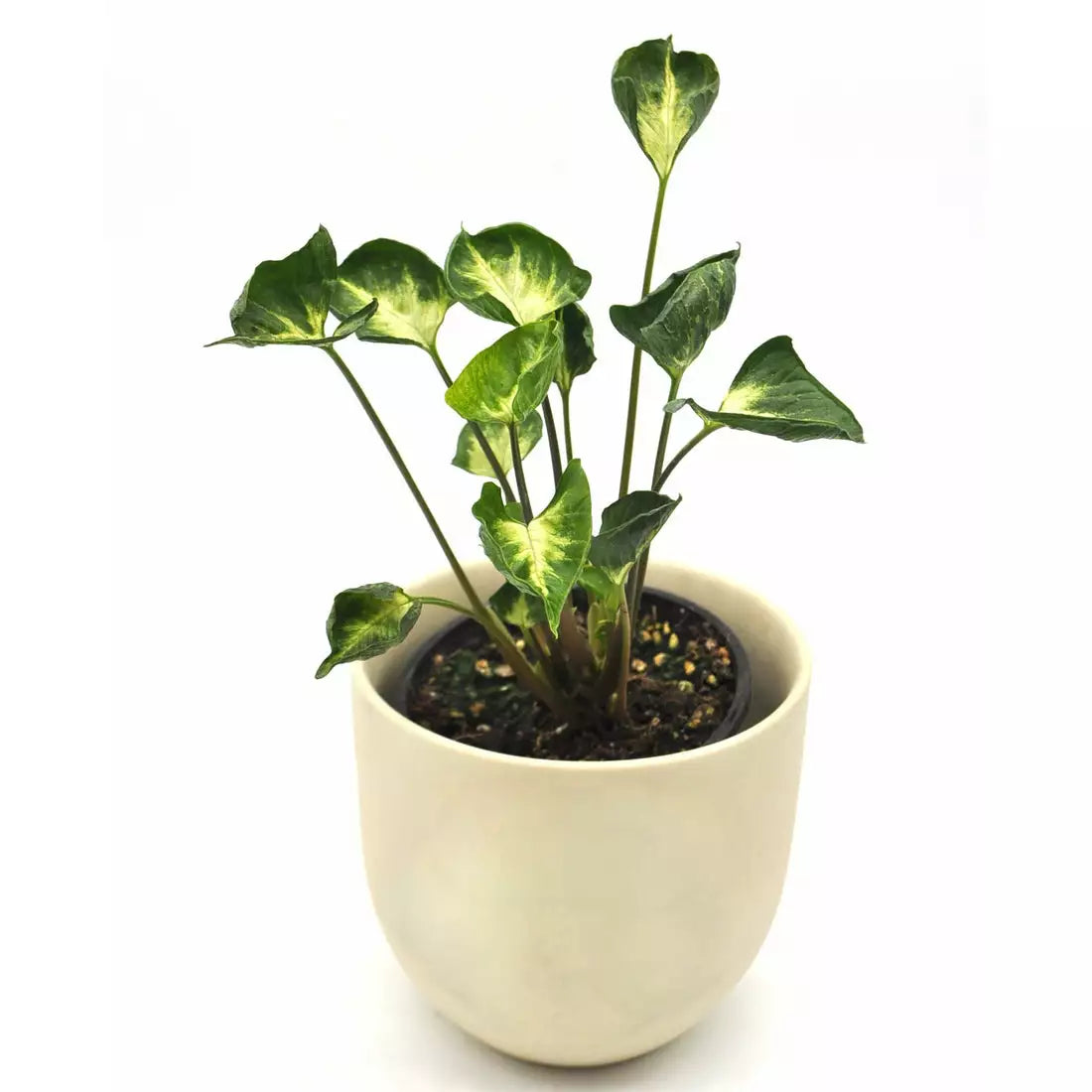 Syngonium Godzilla- Rare