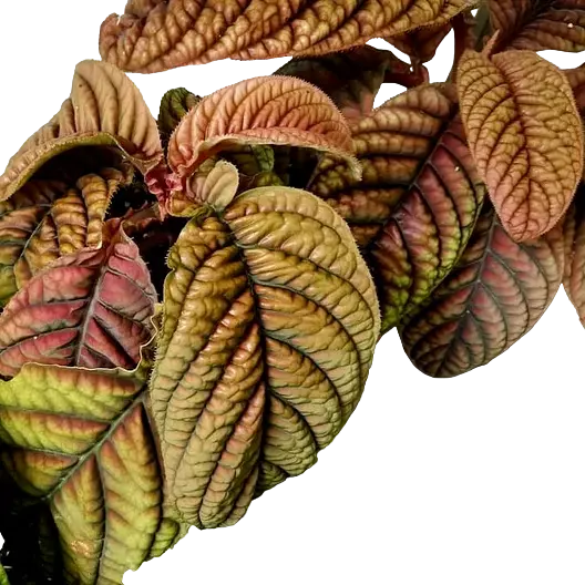 Ardisia sp Vietnam- Rare Plant