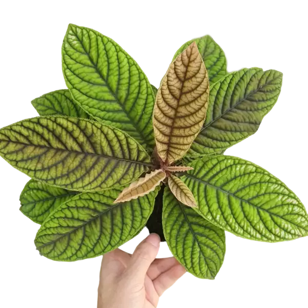 Ardisia sp Vietnam- Rare Plant