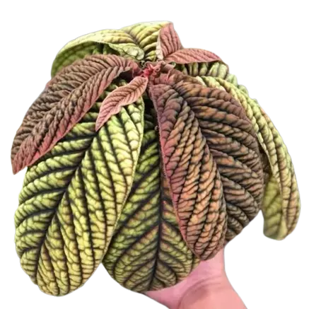 Ardisia sp Vietnam- Rare Plant