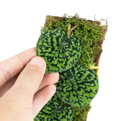 SCINDAPSUS SNAKE SCALE- Rare Plant