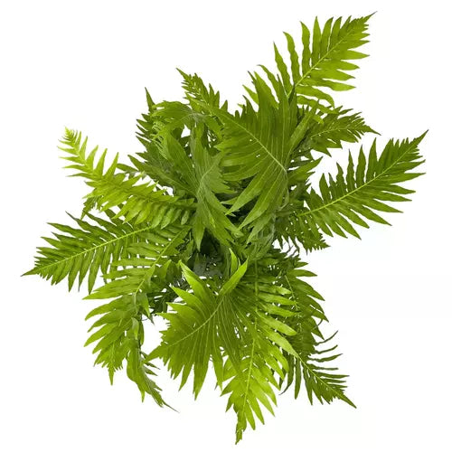 Tree Fern, Silver Lady Fern - Plant