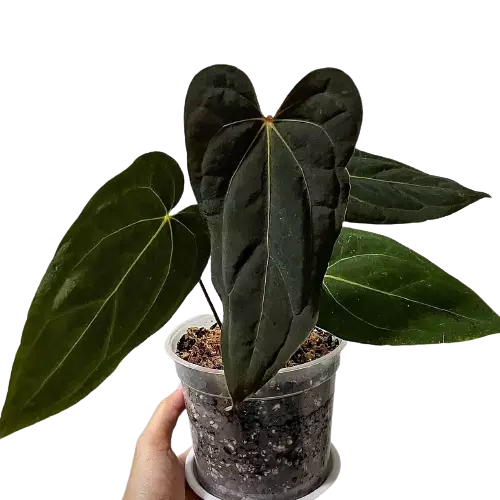 Anthurium Papillilaminum Hybrid-Rare Plant
