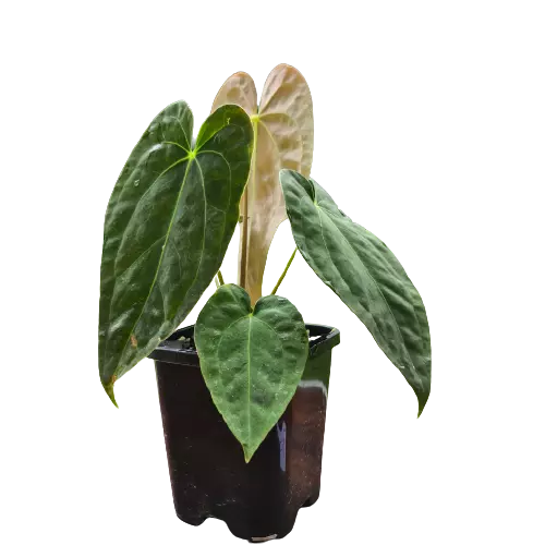 Anthurium Papillilaminum Hybrid-Rare Plant