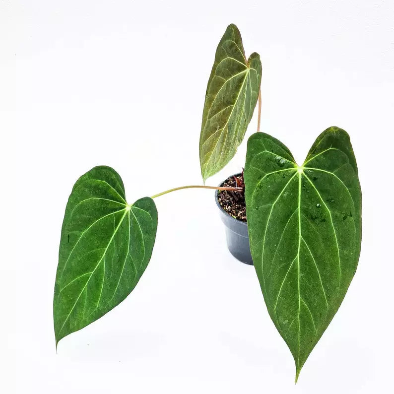 Anthurium Papillilaminum Hybrid-Rare Plant