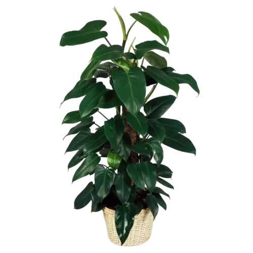 Philodendron Emerald Duke, Philodendron Erubescens