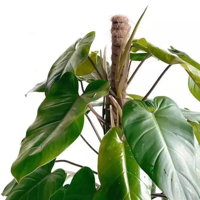 Philodendron Emerald Duke, Philodendron Erubescens
