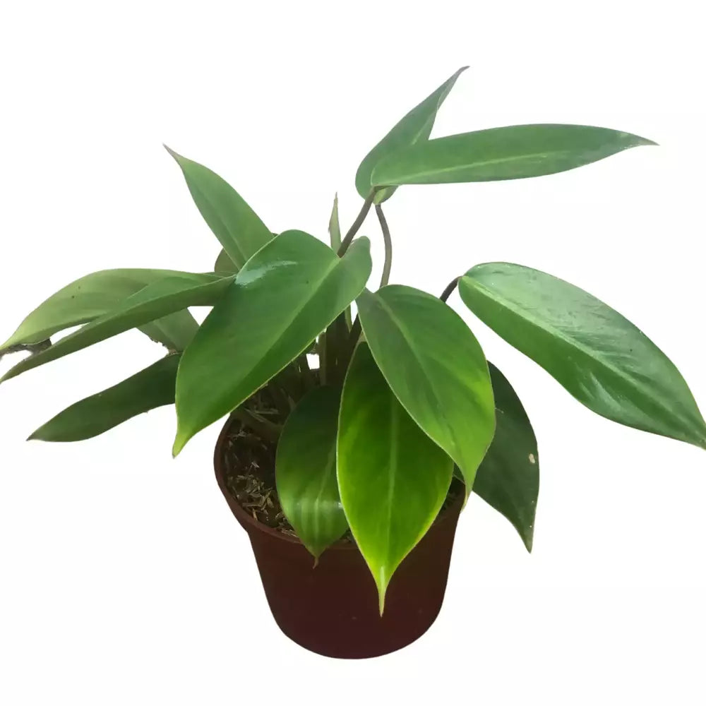 Philodendron Lush Temptation