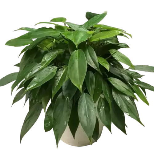 Philodendron Lush Temptation