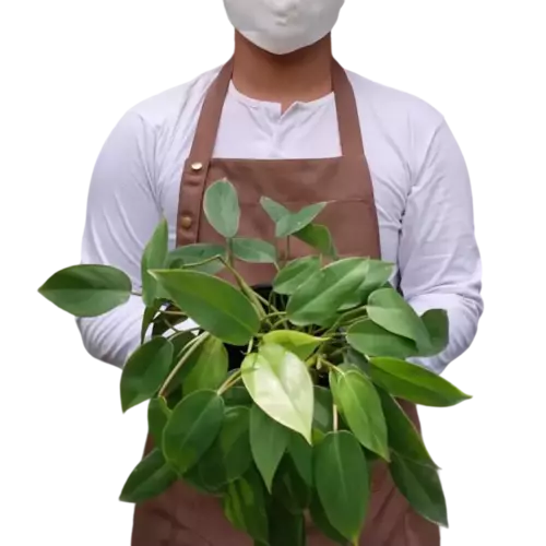 Philodendron Lush Temptation