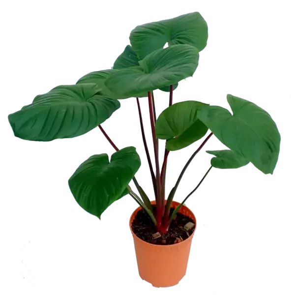 Homalomena Rubescene Maggy- Big Plant