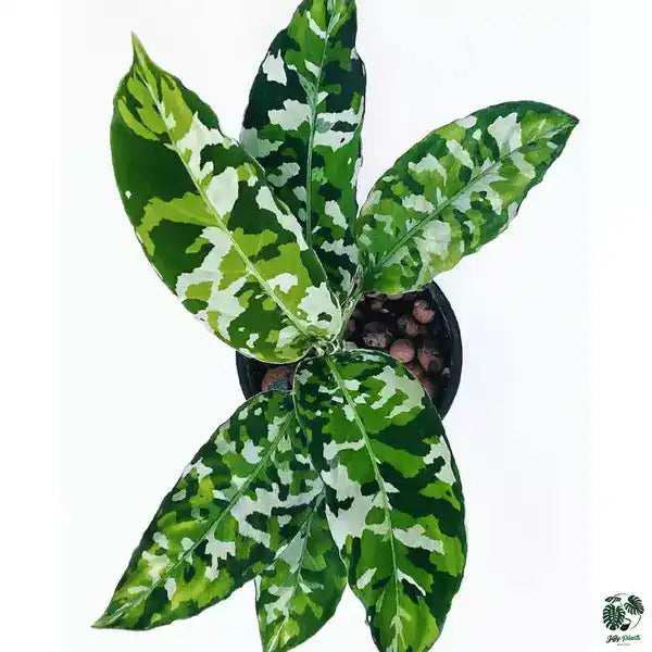 Aglaonema Pictum Tricolor- Rare Plant