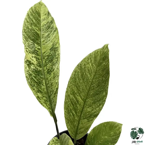 Rhaphidophora SP Mint Variegated - Very Rare