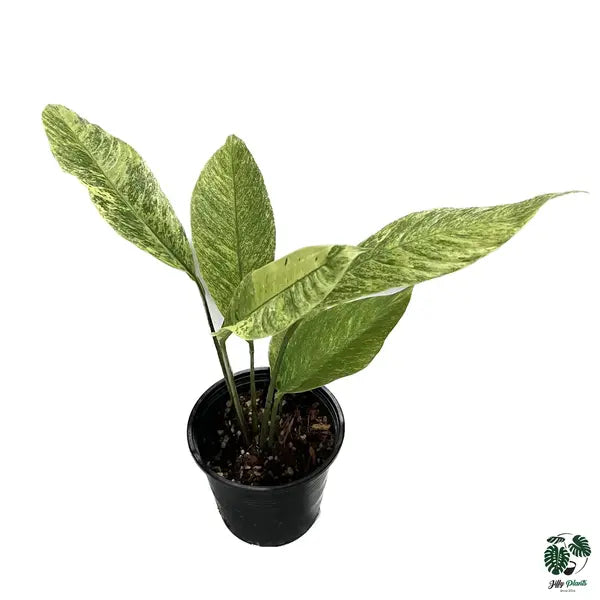 Rhaphidophora SP Mint Variegated - Very Rare