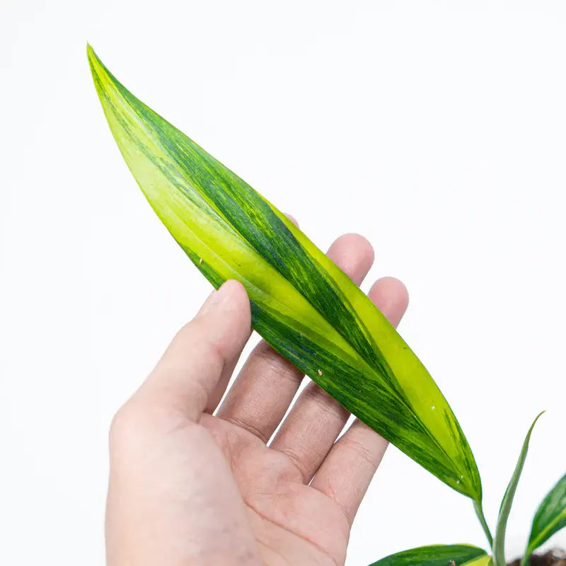 EPIPREMNUM AMPLISSIMUM AUREA VARIEGATED- Big Plant