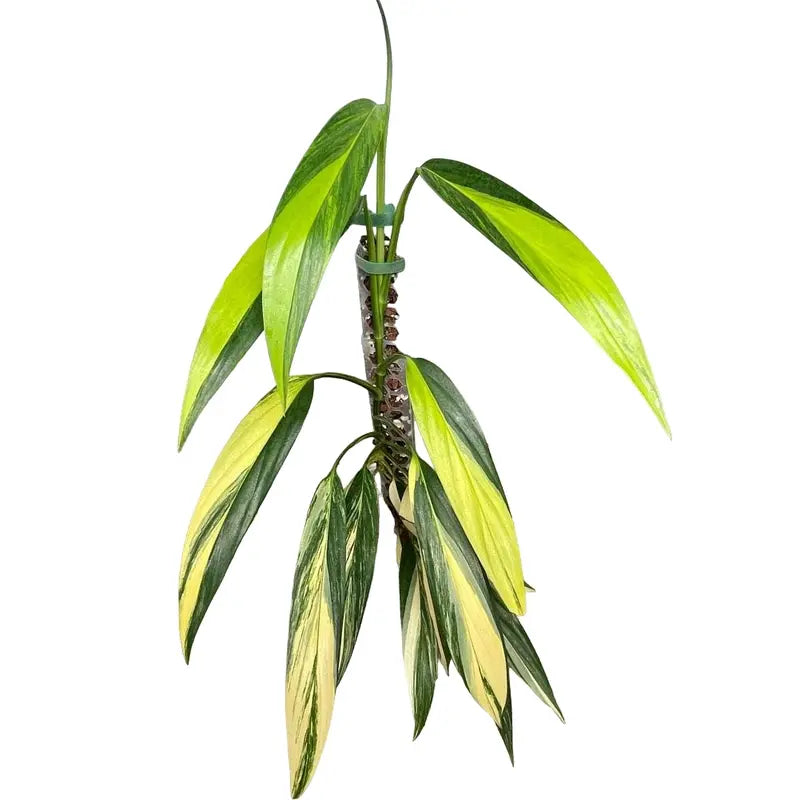 EPIPREMNUM AMPLISSIMUM AUREA VARIEGATED- Big Plant