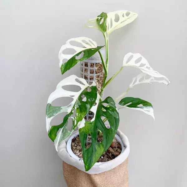 Monstera Adansonii Albo Variegated - Rare