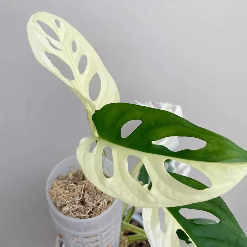 Monstera Adansonii Albo Variegated - Rare