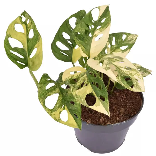 Monstera Adansonii Variegated Aurea (VERY RARE)