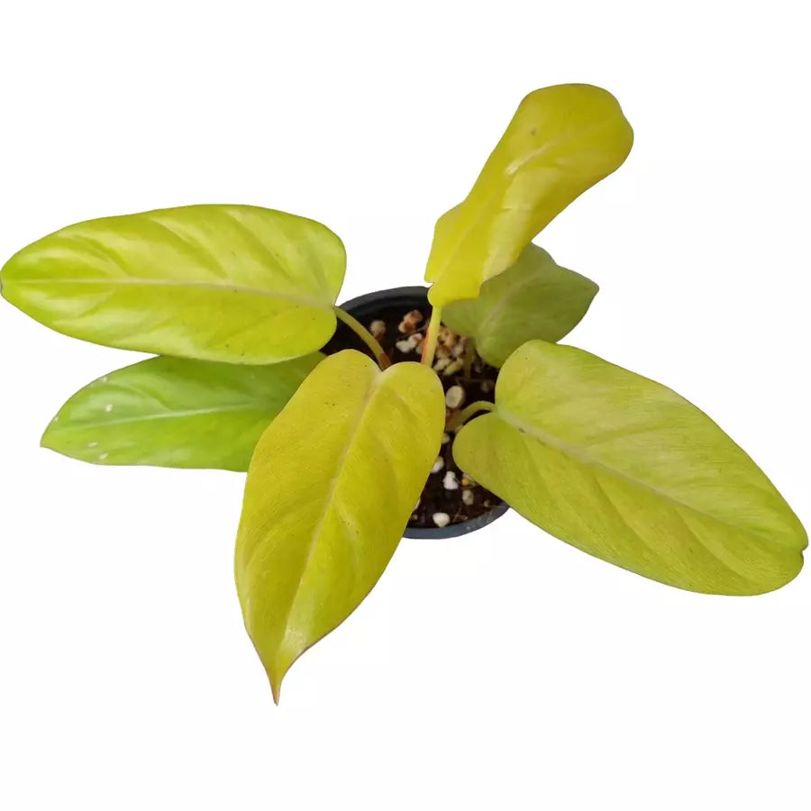 Philodendron Golden Erubescens