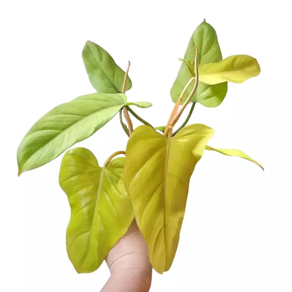 Philodendron Golden Erubescens