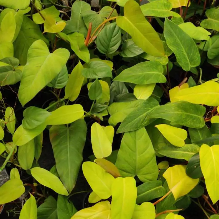 Philodendron Golden Erubescens