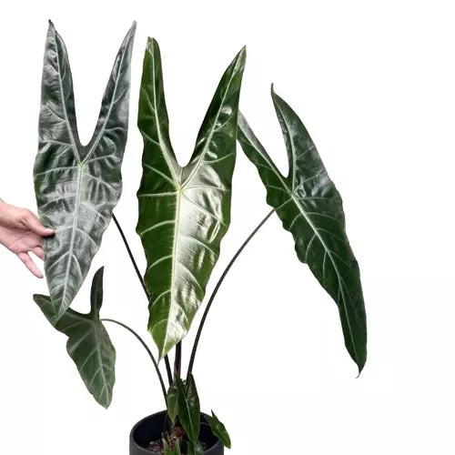 Alocasia Longiloba Lucifer- Rare