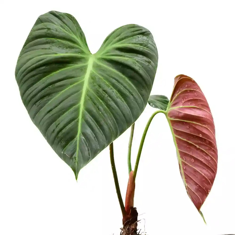 Philodendron El Choco Red- Rare Plant