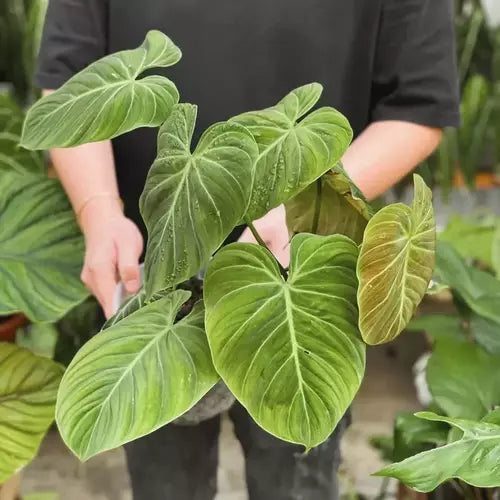 Philodendron El Choco Red- Rare Plant