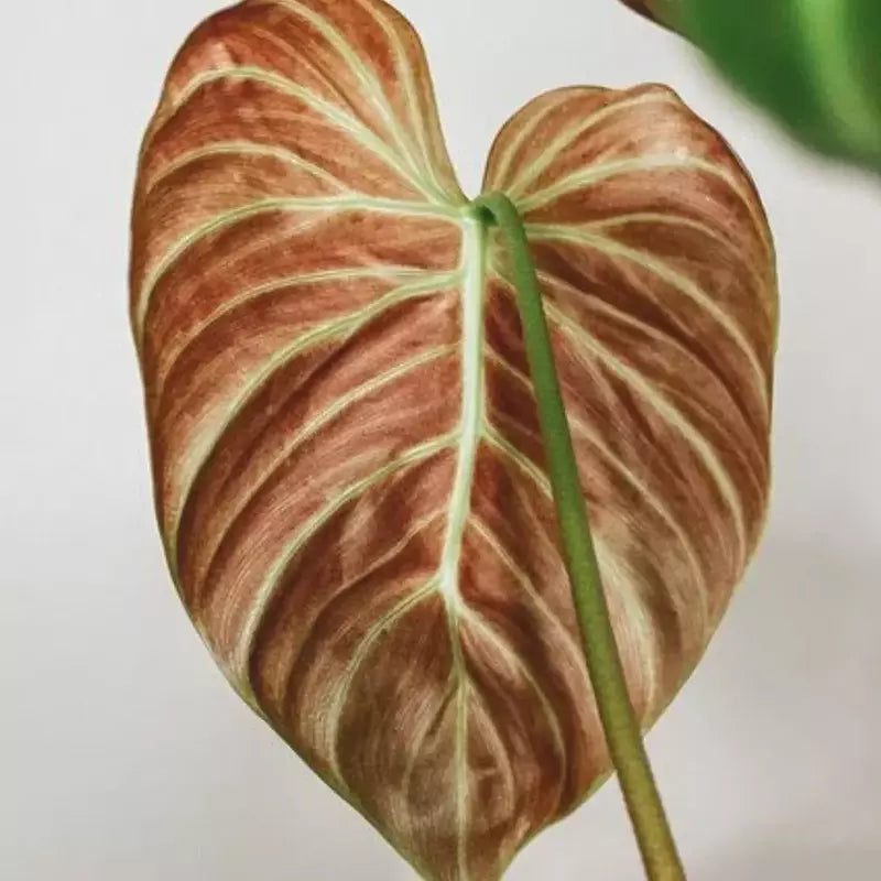 Philodendron El Choco Red- Rare Plant