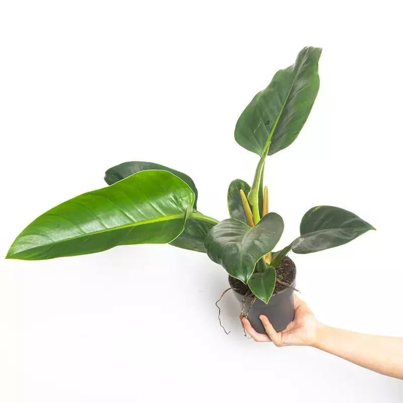 Philodendron Green Congo