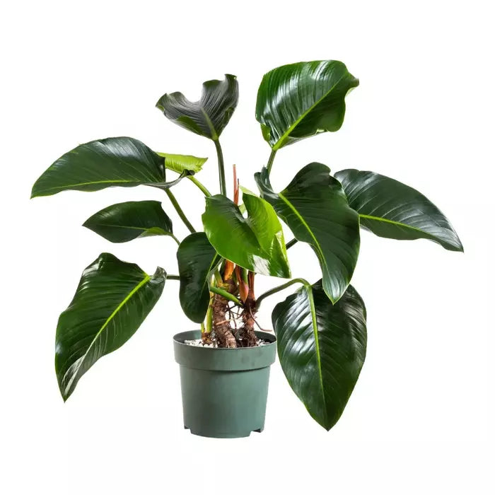 Philodendron Green Congo