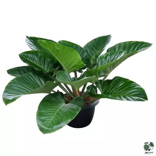 Philodendron Green Congo