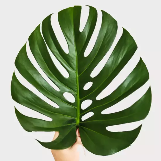 Monstera Deliciosa Live Plant