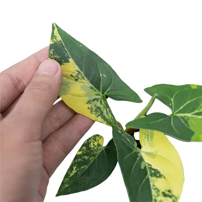 Syngonium Aurea Variegated- Rare Plant