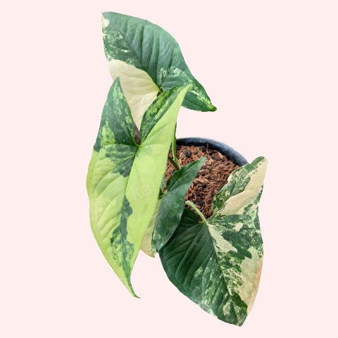 Syngonium Aurea Variegated- Rare Plant