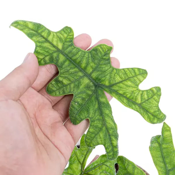 Alocasia Jacklyn - Rare Plant