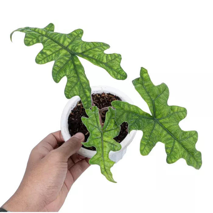 Alocasia Jacklyn - Rare Plant