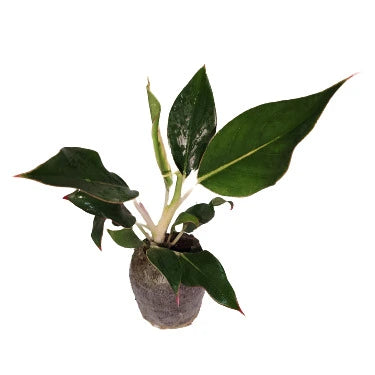 Aglaonema ‘Black Lipstick’ - SMALL