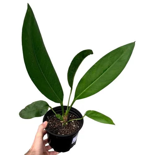 Anthurium Coriaceum Giant- Rare