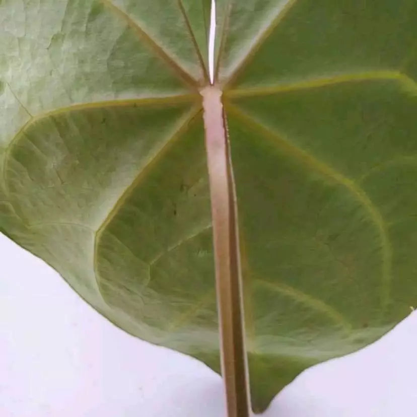 Magnificm Square Petiole- Rare