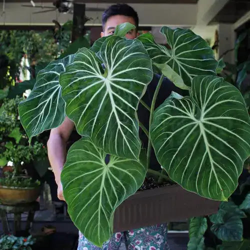 Philodendron Gloriosum Zebra - Rare
