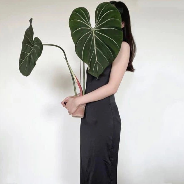 Philodendron Gloriosum Zebra - Rare