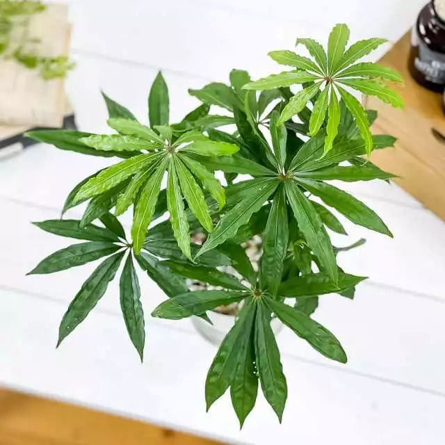 Anthurium Polyschistum- Rare