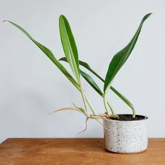 Philodendron Crassinervium- Rare