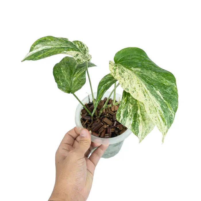 AMYDRIUM VARIEGATED- Rare