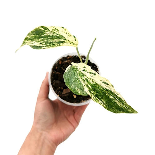 AMYDRIUM VARIEGATED- Rare