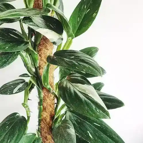 MONSTERA STANDLEYANA- Rare