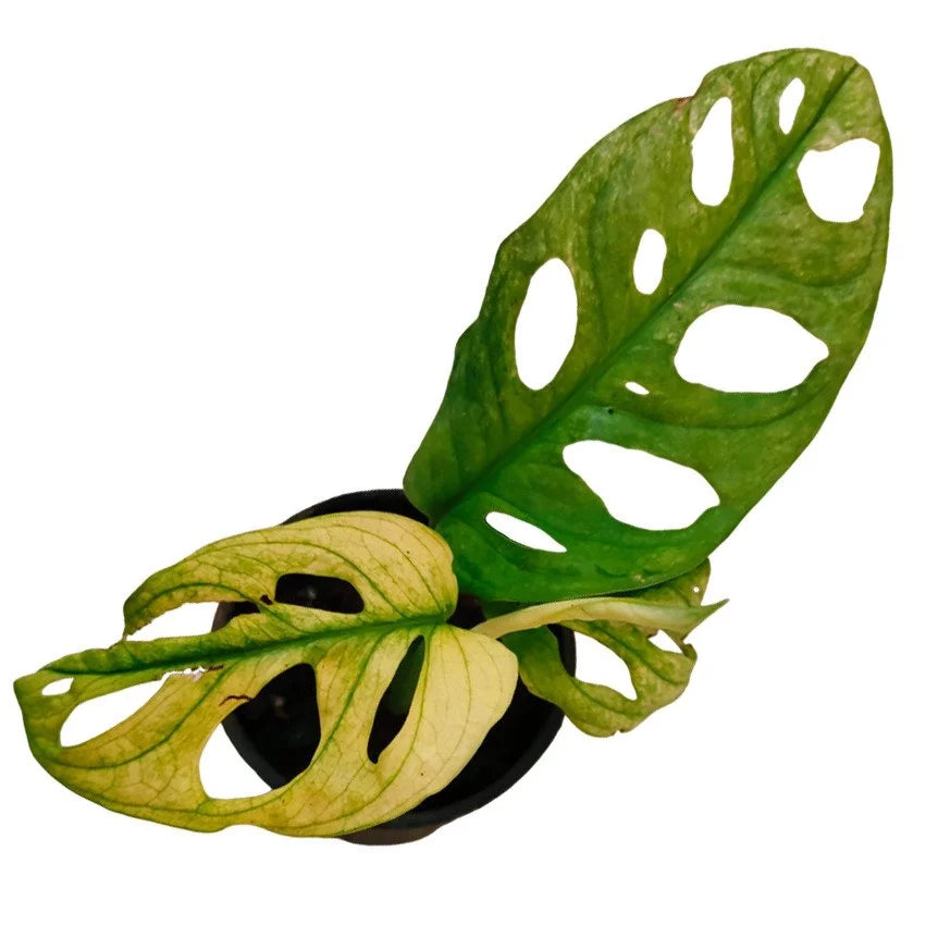 Monstera Adansonii Variegated Aurea (VERY RARE)