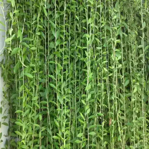 Curtain Creeper Plant, Parda bel, Vernonia Creeper Live Plant